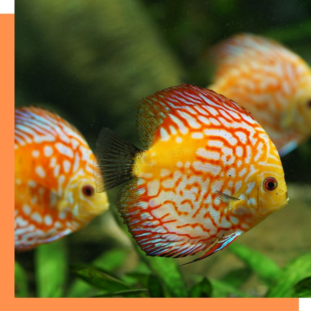 Your Guide to Ichthyobodo – The iFISH Store