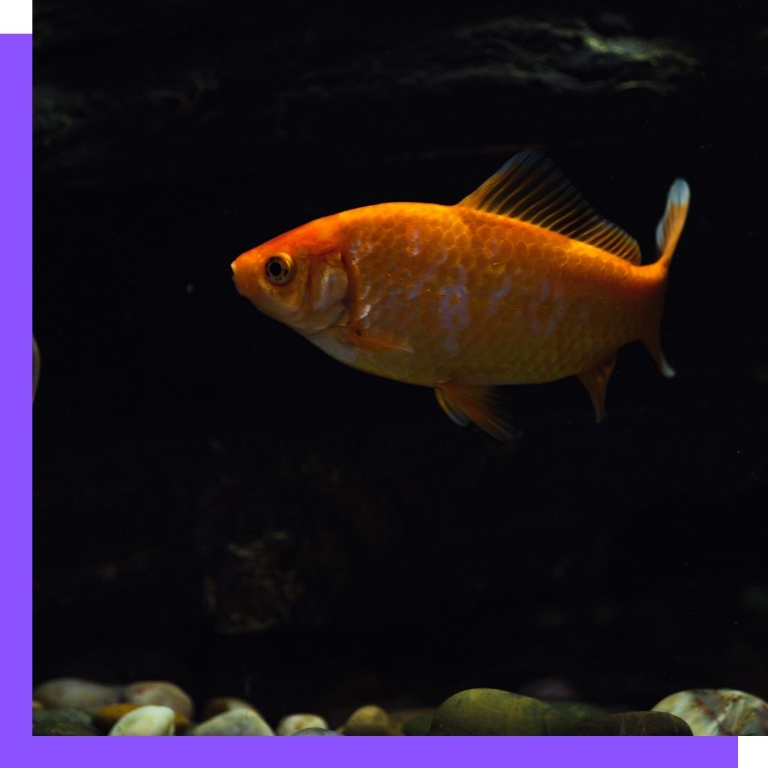 Your Guide to Ichthyobodo – The iFISH Store