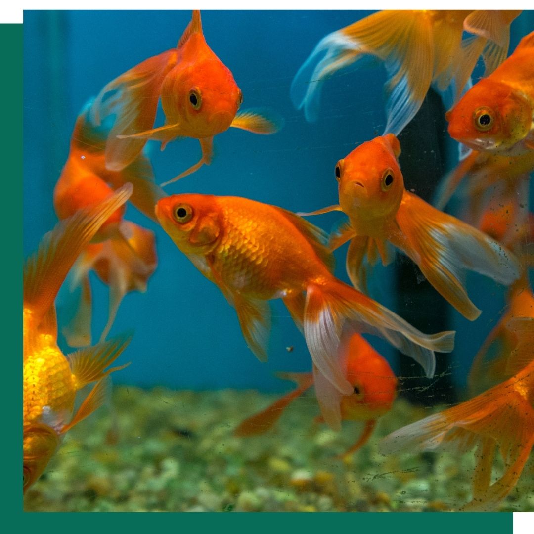 Your Guide to Ichthyobodo – The iFISH Store