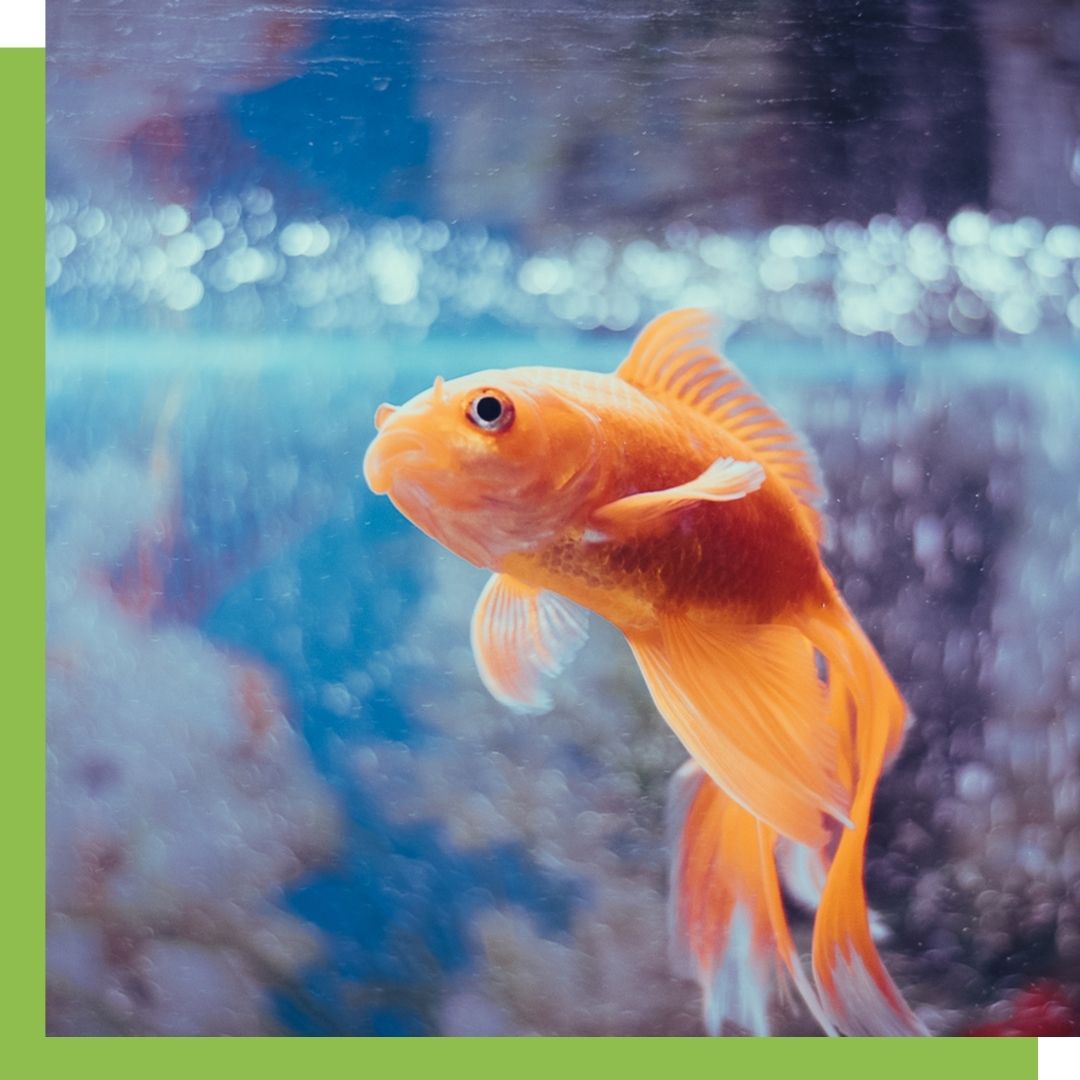 Your Guide to Ichthyobodo – The iFISH Store