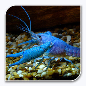 Invertebrates | White Lobster