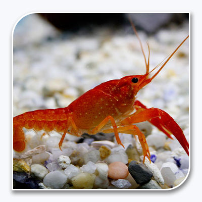 Invertebrates | Orange Lobster