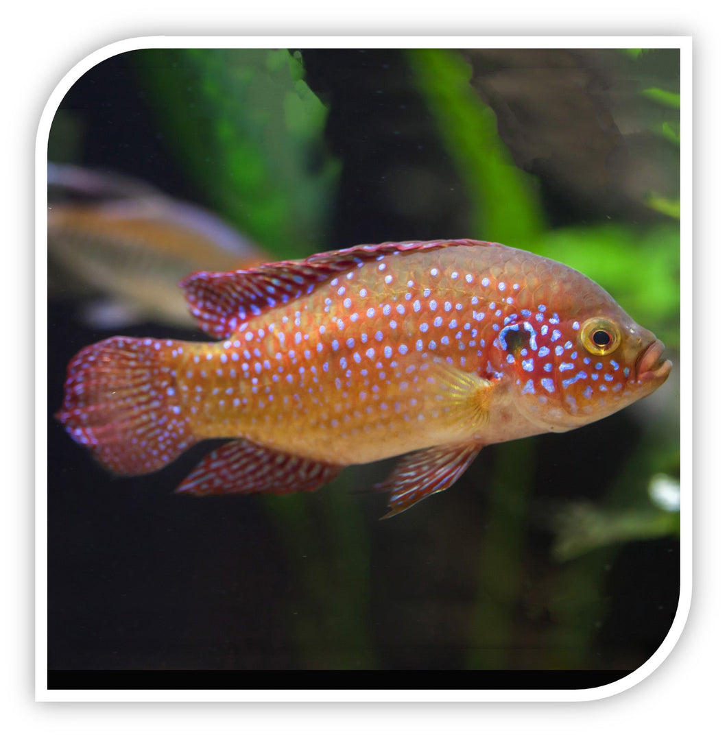 » African Cichlid | Jewelfish Cichlid (100% off)