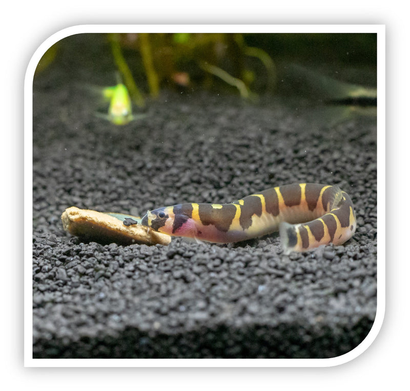 Kuhli Loach