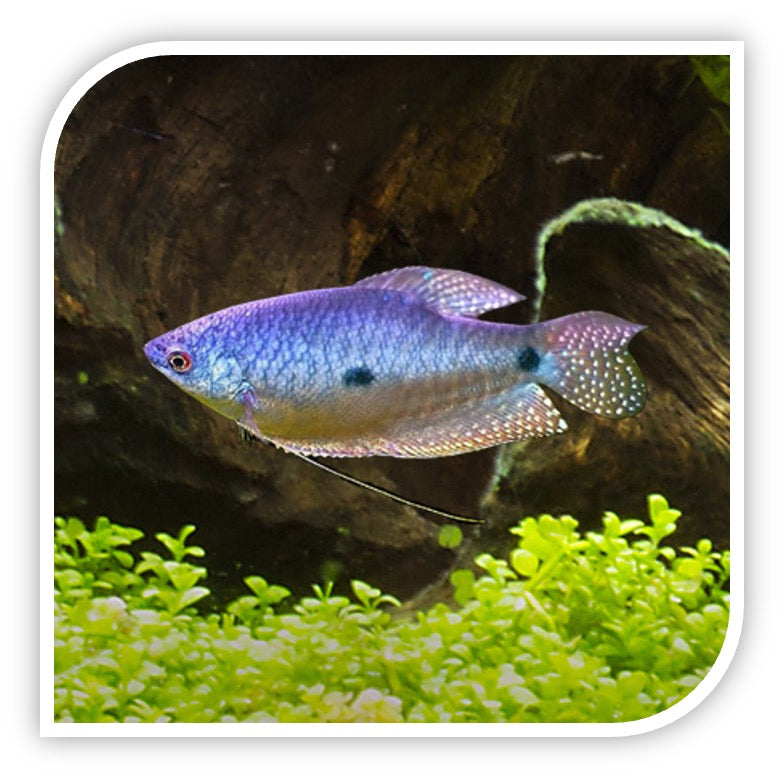 Lavender Gourami