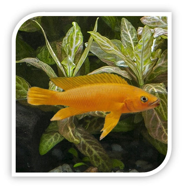 » African Cichlid | Lemon Cichlid (100% off)