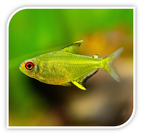 Lemon Tetra