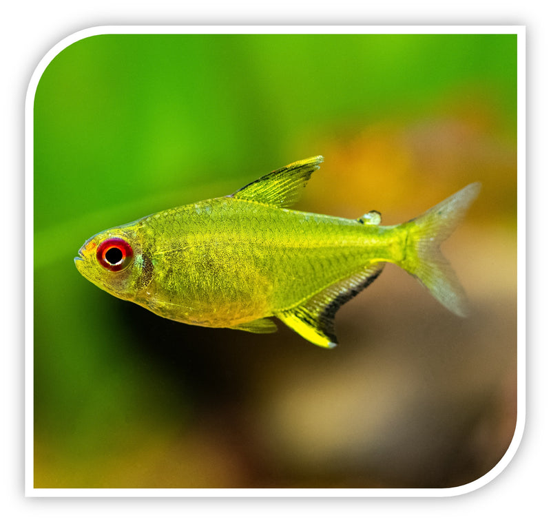 Lemon Tetra