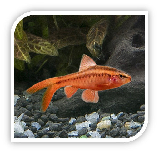 Long Fin Cherry Barb