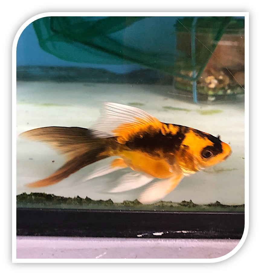 Koi | Short Body Butterfly Koi (Mayan) – The iFISH Store