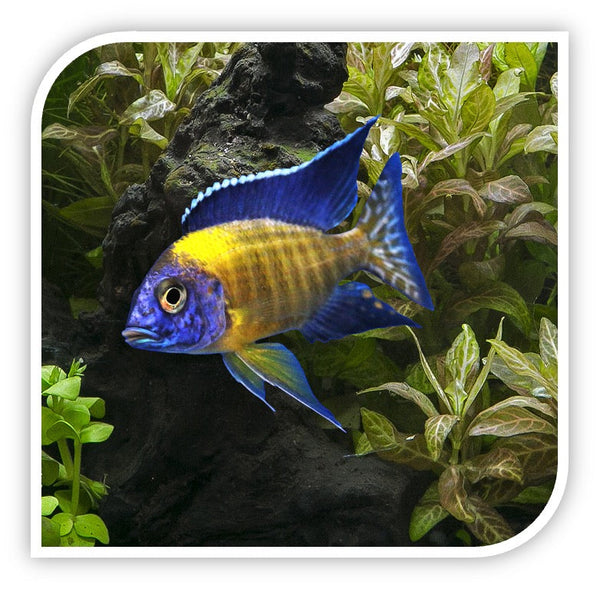 » African Cichlid | Neon Blue Peacock Cichlid (100% off)
