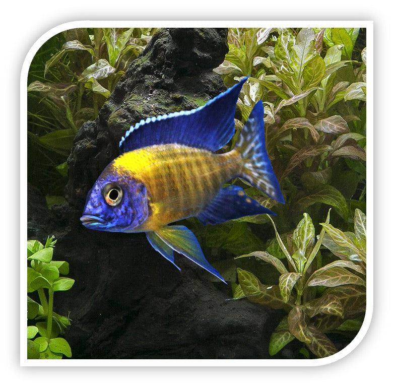 » African Cichlid | Neon Blue Peacock Cichlid (100% off)