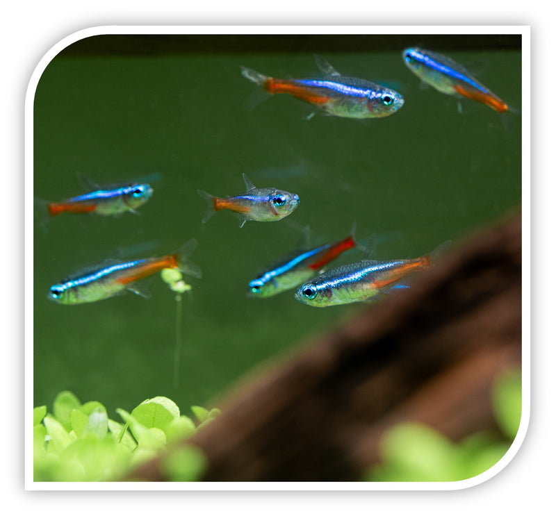 Neon Tetra