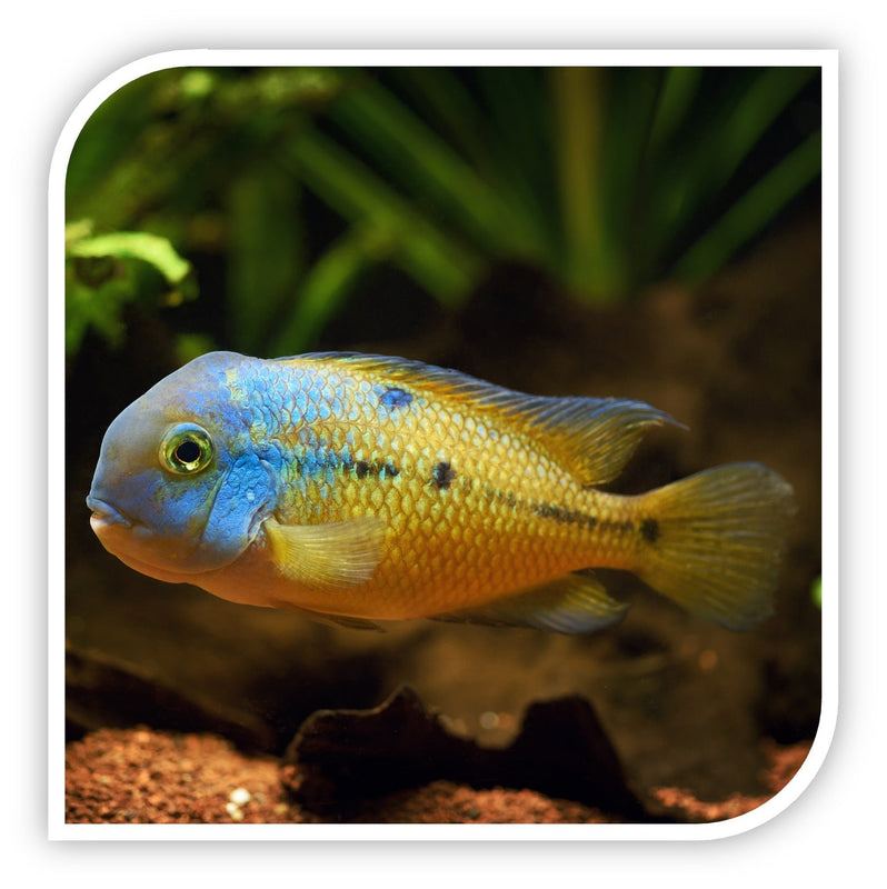 Nicaraguensis - Nicaraguan Cichlid