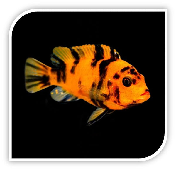 » African Cichlid | O.B. Zebra (100% off)