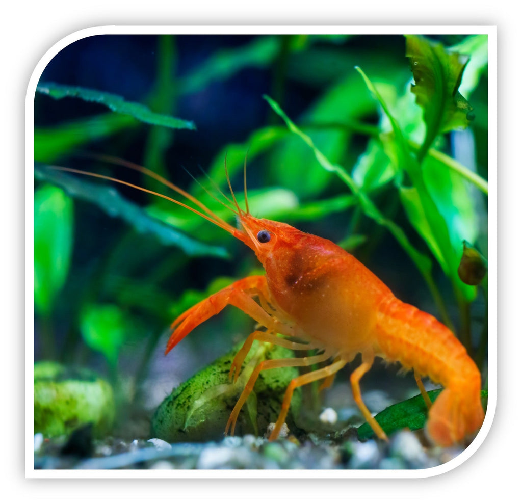 Orange Dwarf Mexican Lobster - Freshwater Invertebrates | The iFISH Store