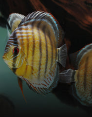 Other Discus