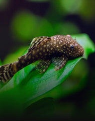 Plecostomus