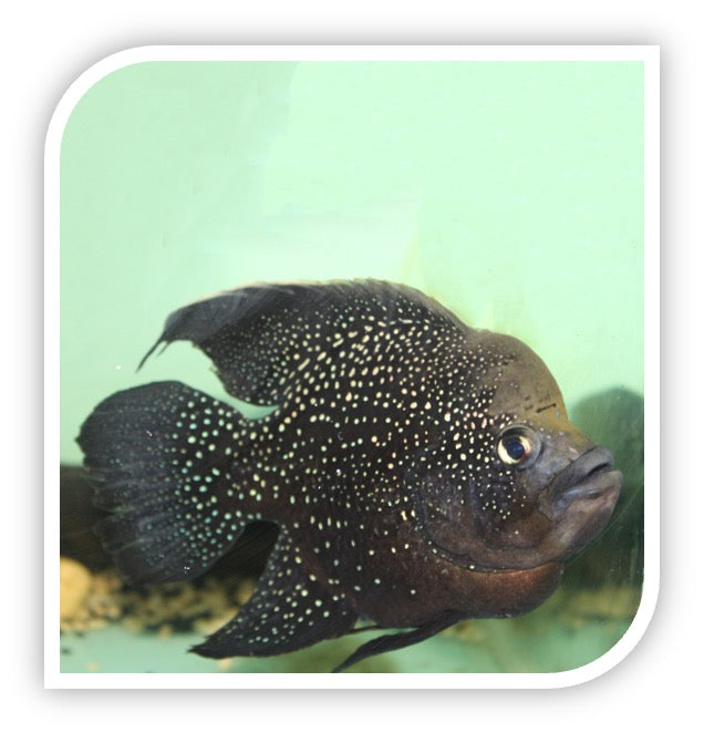 Polleni Starry Night Cichlid