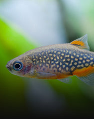 Rasbora