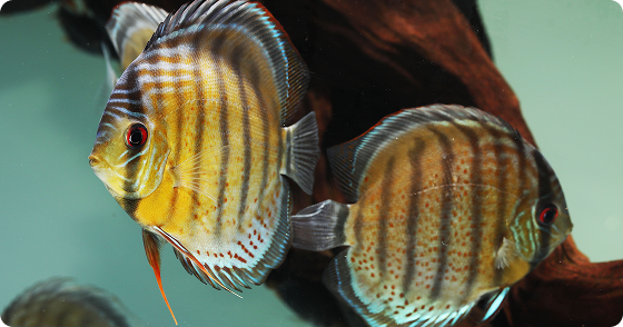 Buy Five 2" Discus, <spam style="color:#097694;">Get One FREE!</spam>