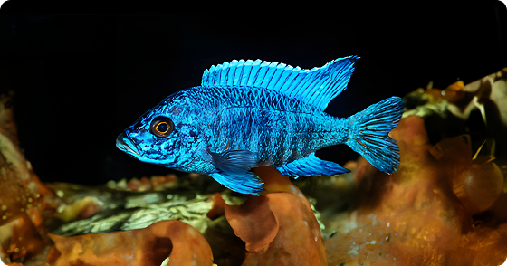 Buy Eight 3" African Cichlids, <spam style="color:#097694;">Get Two FREE!</spam>