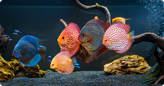 Assorted 2" <spam style="color:#097694;">Discus 10-Pack</spam>