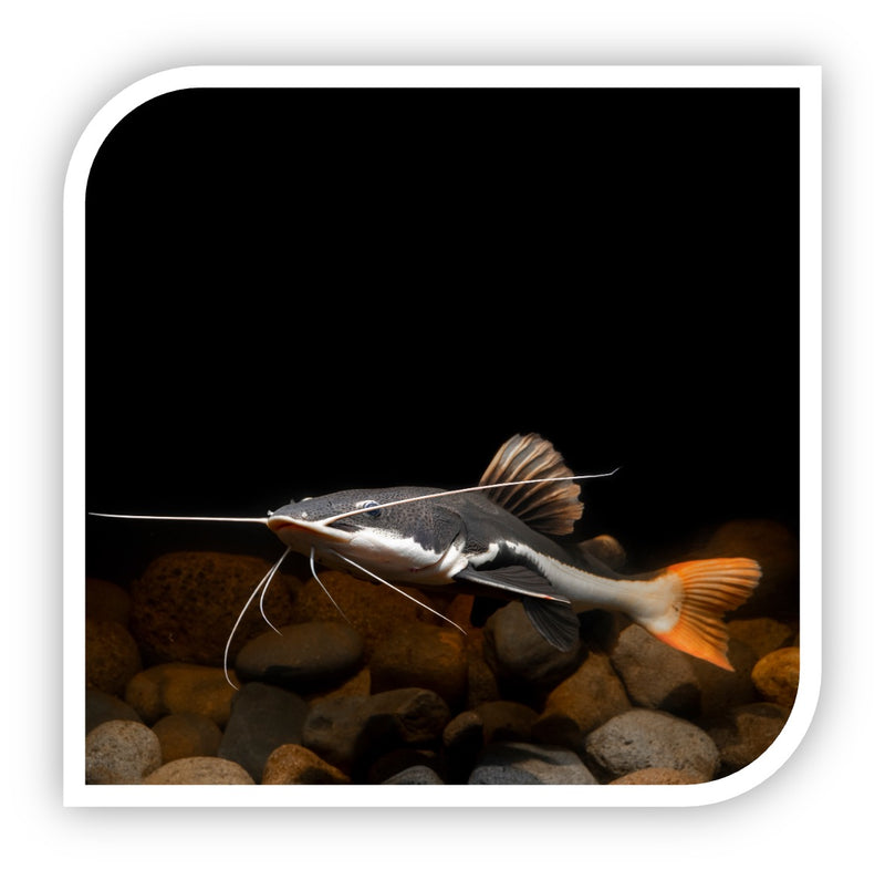 Catfish South American Red Tail Catfish – The iFISH Store