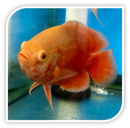 South American Cichlid | Red Chili Oscar