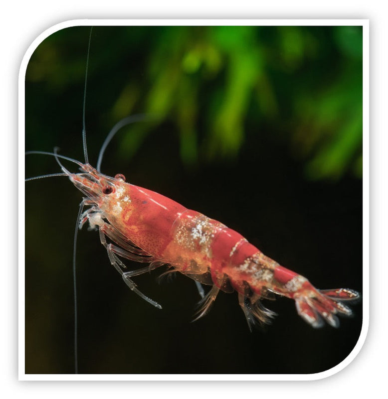 Red and White Shrimp