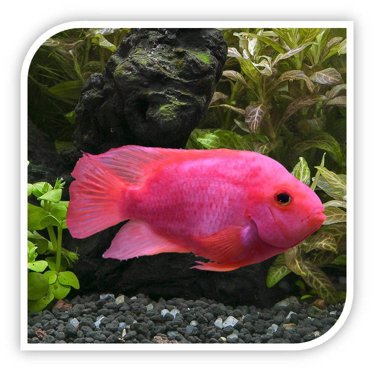 Rose Queen Cichlid