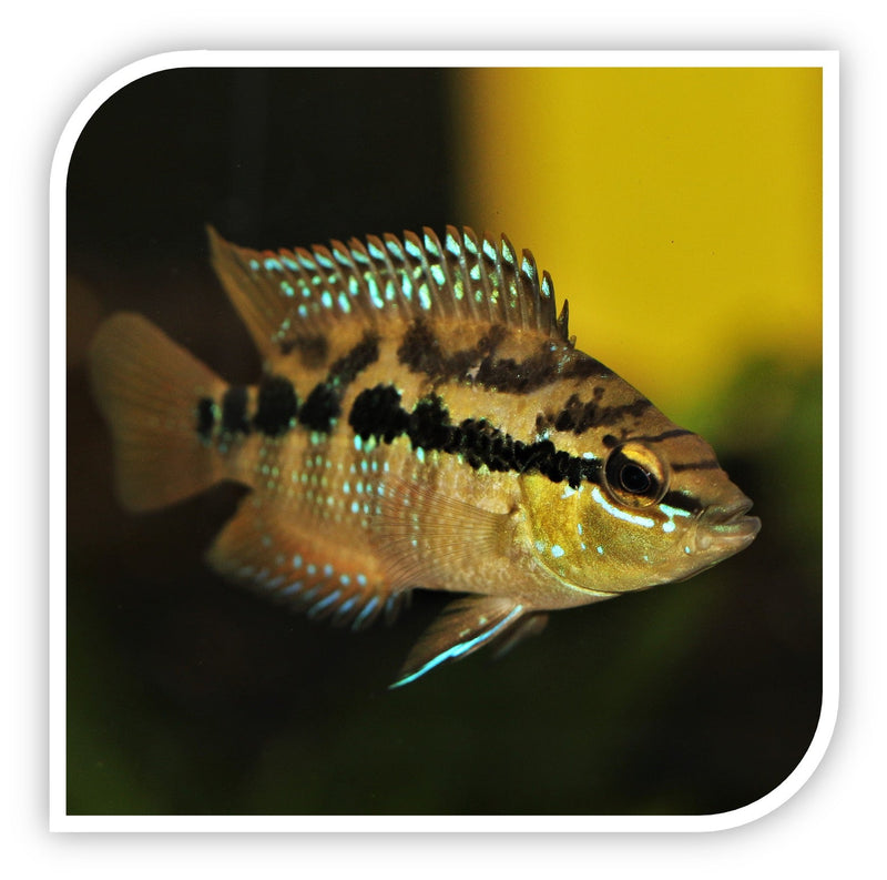 Salvini Cichlid