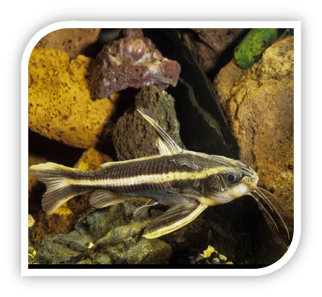 Catfish | Striped Raphael Catfish – The iFISH Store