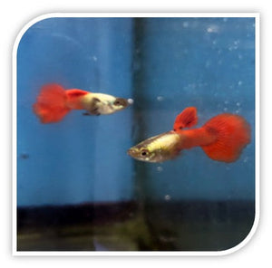 Guppy | Endler's Livebearer Guppy