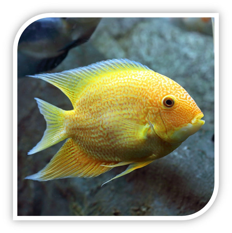 Gold Severum Cichlid