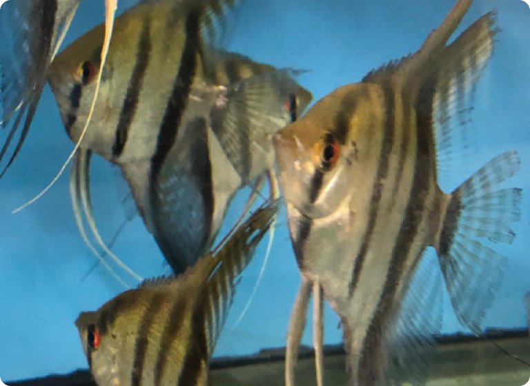 Angelfish | Silver Angel - Online Aquarium Fish | The iFISH Store Angelfish | Silver Angel - Online Aquarium Fish | The iFISH Store