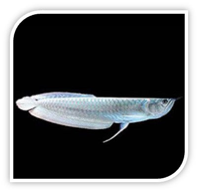 Silver Arowana