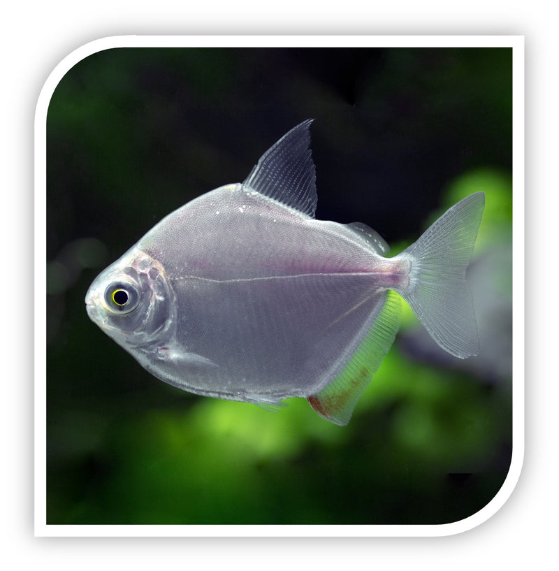 Silver Dollar Fish - Live Arrival Guarantee | The iFish Store  The iFISH  Store