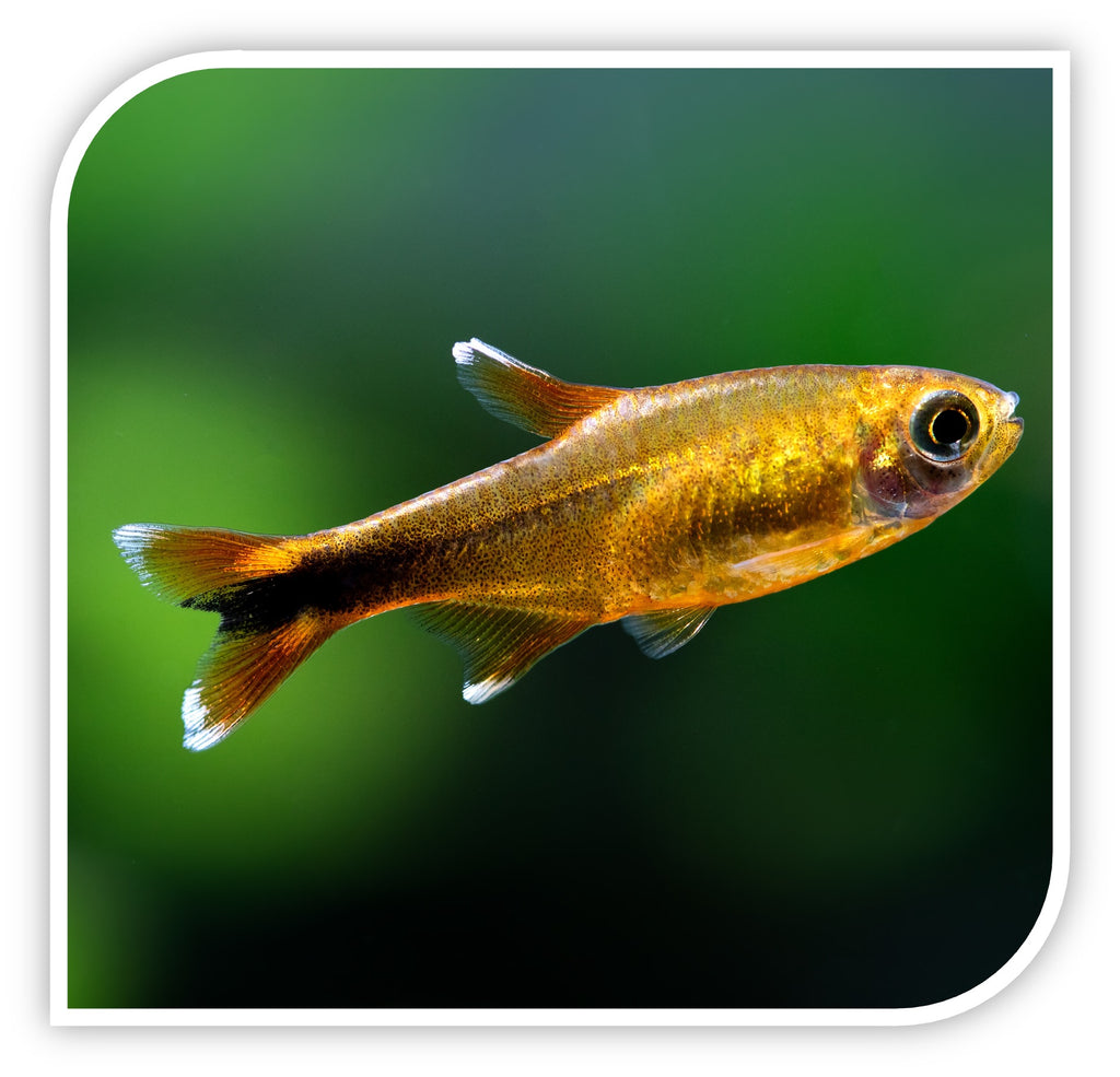 Silver Tip Tetra - The Leading Online Fish Store | The iFish Store ...