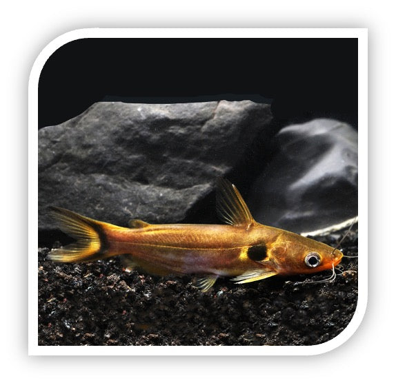 Catfish | Sun Catfish - Buy Freshwater Aquarium Fish Online – The iFISH ...