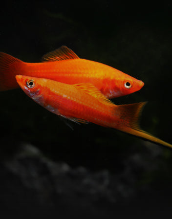 Swordtails
