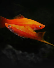 Swordtails