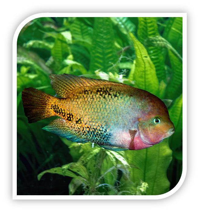 Symspilum Cichlid