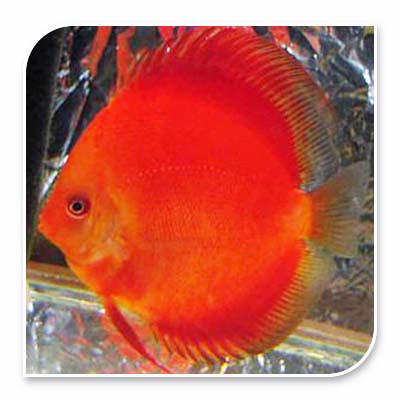 » Discus | Tangerine Discus (100% off)