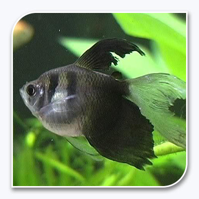 Black Long-Fin Tetra