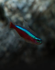 Tetras