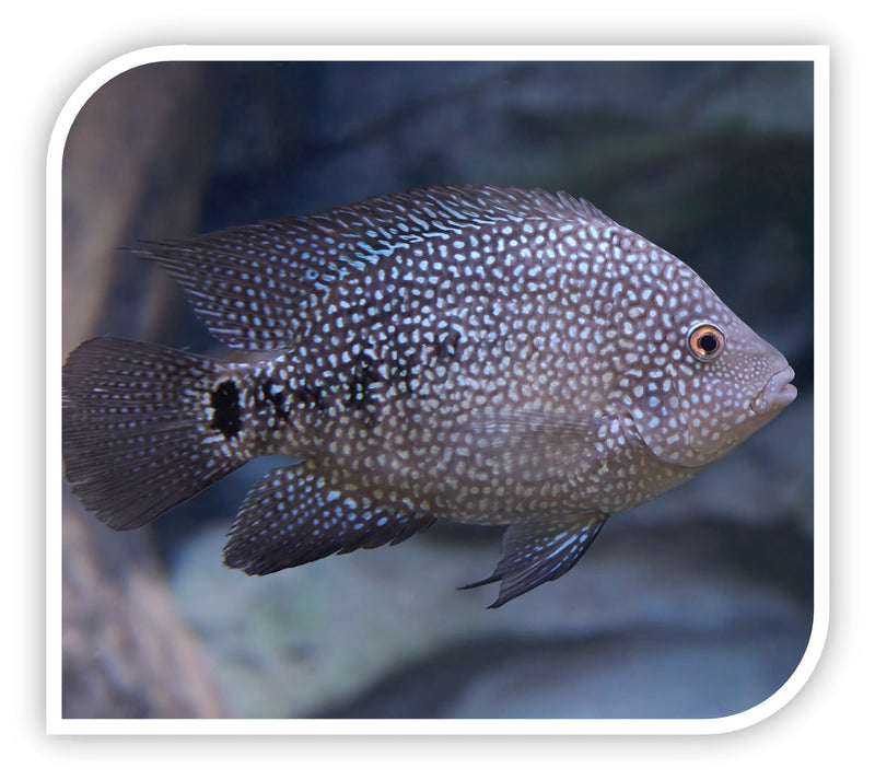 Texas Cichlid