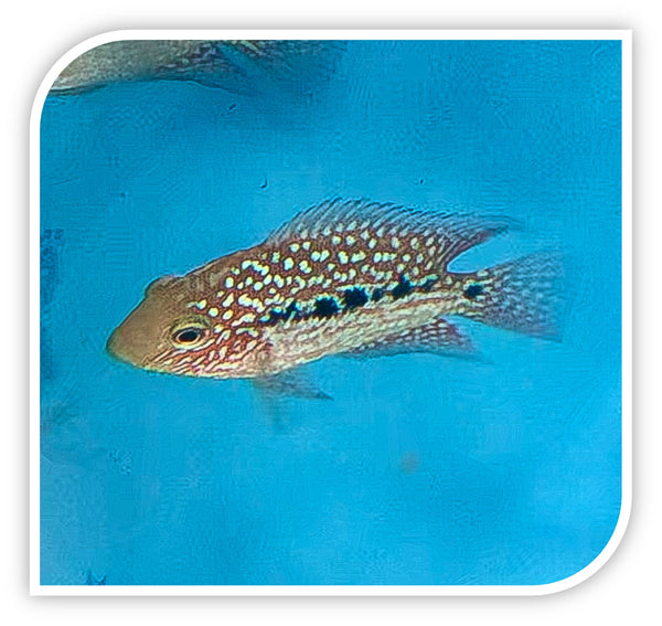 No. American Cichlid | Texas Cichlid