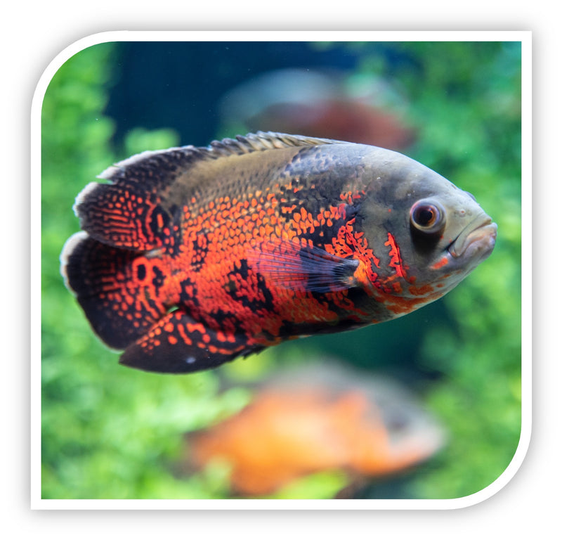 Aquarium Fish for Sale Cichlid Fish for Sale Lowest Pricing Online The iFISH Store