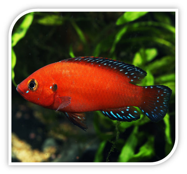 African Cichlid | Turkana Jewel Cichlid